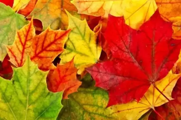 the beautiful maple leaf 04 hq pictures