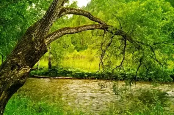 the big tree on the bank