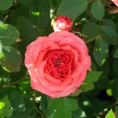 the coral mini rose