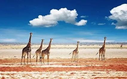 the giraffe on the plains of picture