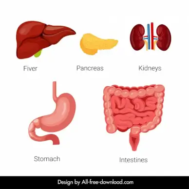 the human body organs icons liver stomach kidneys pancreas kidneys intestines sketch