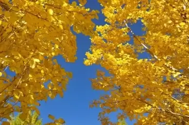 the leaves autumn huai yang