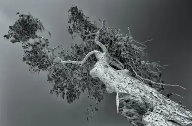 the mozia tree