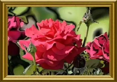 the red rose