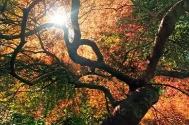 the rising sun