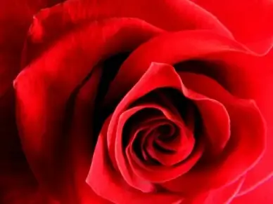 the rose