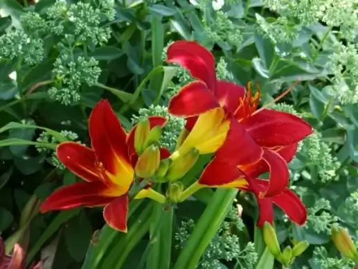 the three day lilies