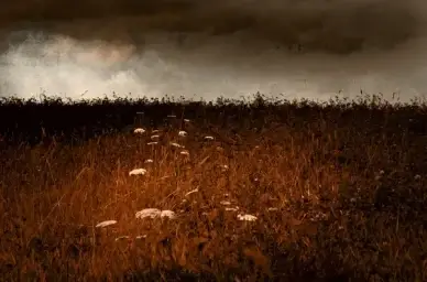 the thrilling fields