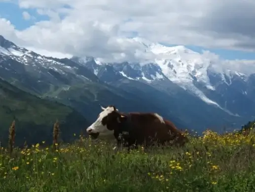 the tour to mont blanc cow
