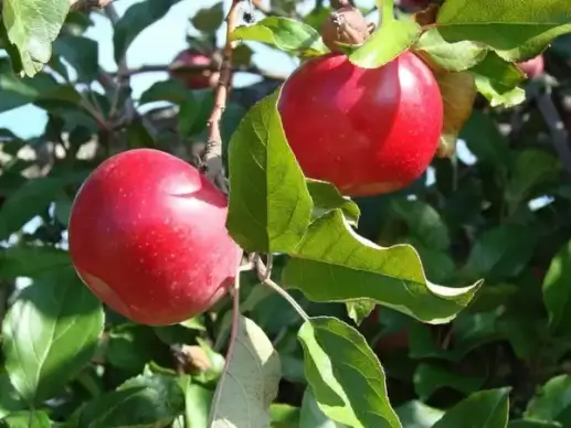 the two apples