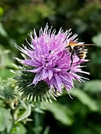thistle bumblebee flower macro