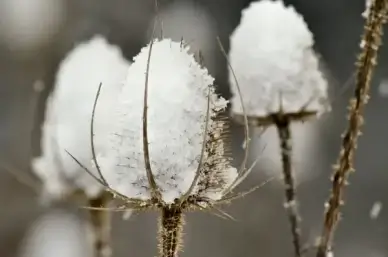 thistles teasles snow
