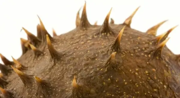 thorn conker