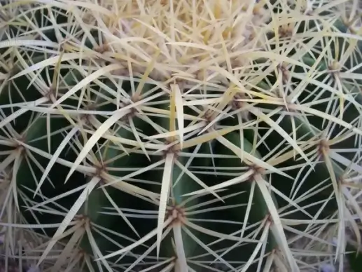 thorns