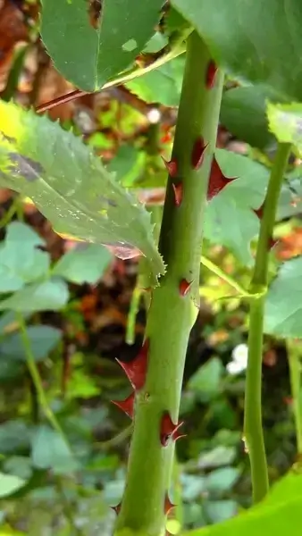 thorns thorn pointed