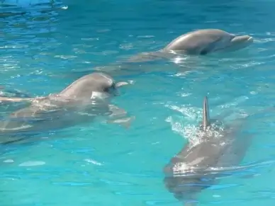 three dolphins pool