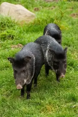 three pigs