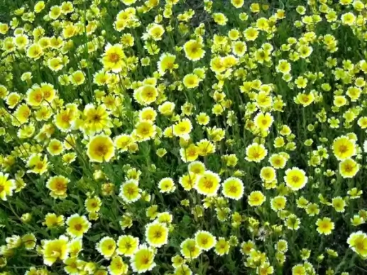 tidy tips in bloom