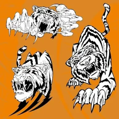 tiger image 11 vector