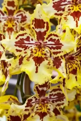 tiger orchid
