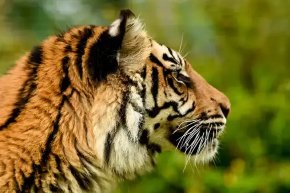 tiger picture face closeup 