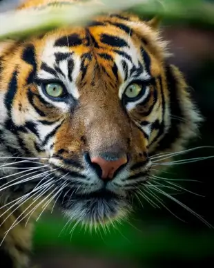 tiger picture realistic face closeup