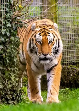 tiger picture realistic modern 