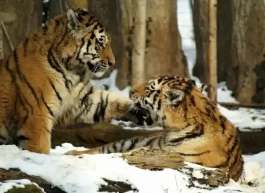 tiger snow cat