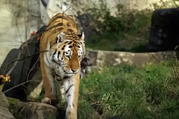 tiger wild cat