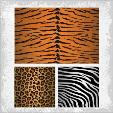 tiger zebra leopards skin pattern