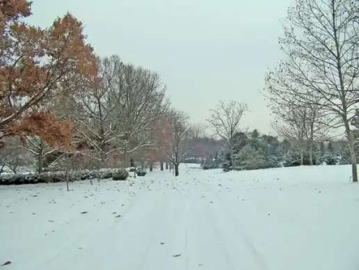 tire tracks in snow