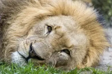 tired lion dad