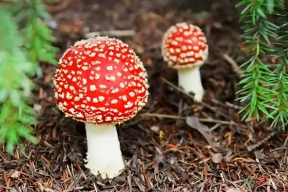 toadstool