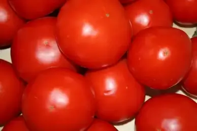 tomatoes