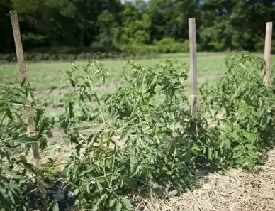 tomatoes tied up