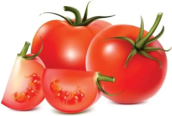 tomatoes vector