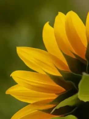 tongue-flower sun flower helianthus annuus