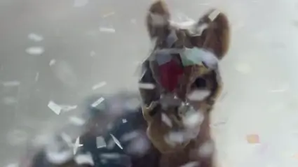 Toy