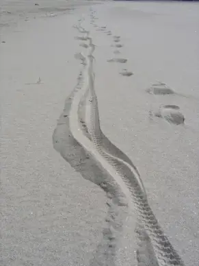 tracks in the sand