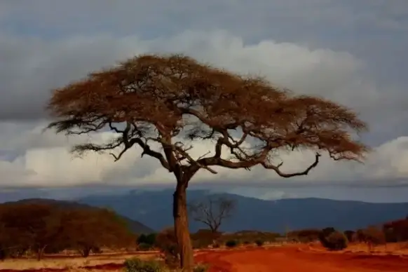 tree