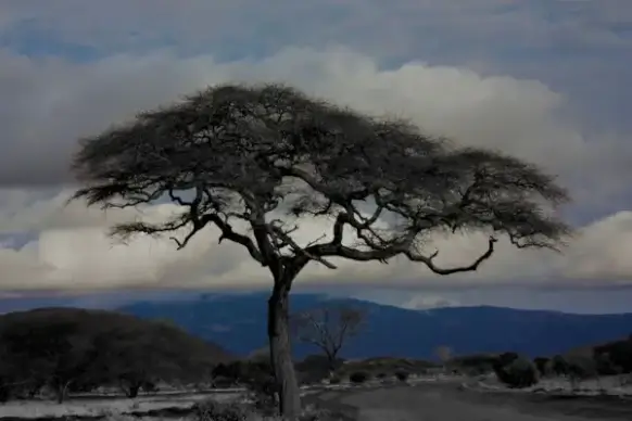 tree
