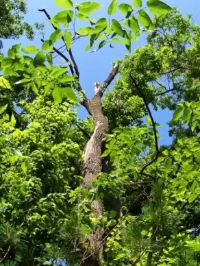 tree