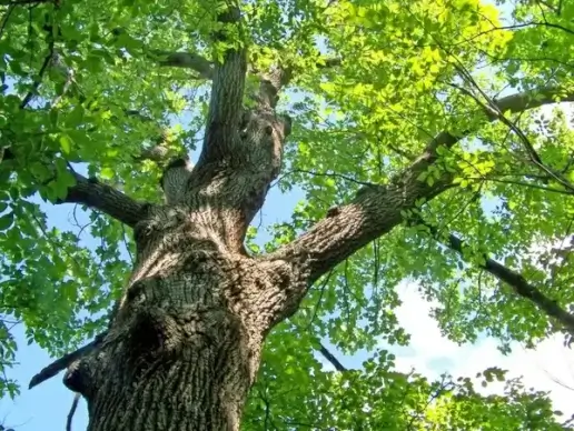 tree