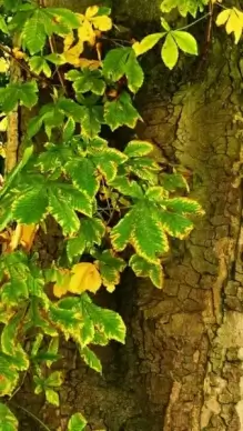 tree and leaves