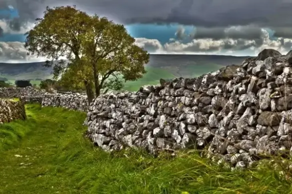 tree and stone wall