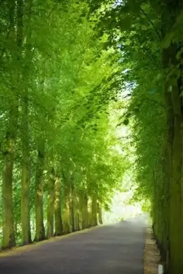 tree avenue
