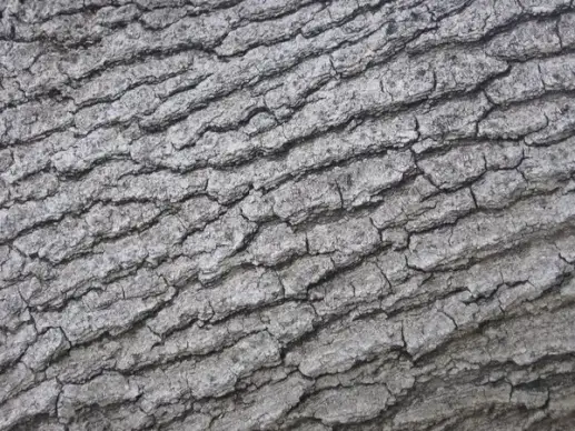 tree bark