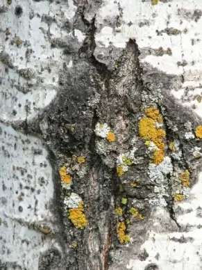 tree bark moss texture