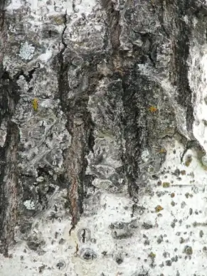 tree bark texture