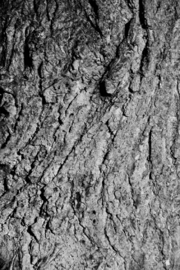 tree bark texture